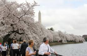 「アメリカ桜祭り」の画像検索結果