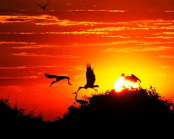 Imagem de Pantanal sunrise with birds flying overhead