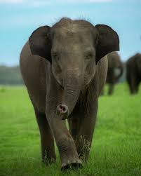 Future gentle giant, currently training in the art of ...