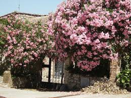Risultati immagini per oleandro