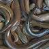 Eels thrown on front lawn in bizarre attack