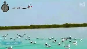 ایران کنسرت
