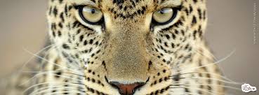 Resultado de imagem para imagens para capa do facebook feminino