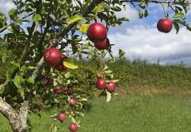 Image result for apples