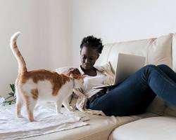 cat and a person sitting on a sofaの画像