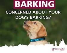 person looking troubled by their dog's barkingの画像