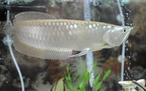 Image result for arowana fish collections