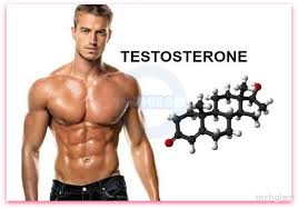 Testosterone