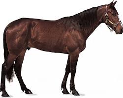 Image of Horse