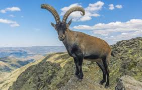 Image result for GOAT