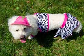 Image result for cats wearing bathing suits