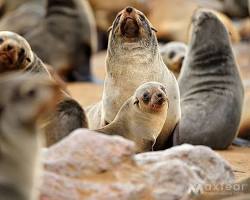 Australian Fur Seal