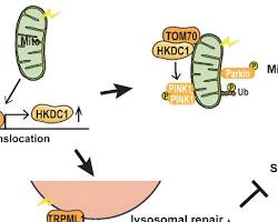 Imagem de Proteína HKDC1