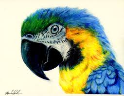 Image result for macaw parrot hd