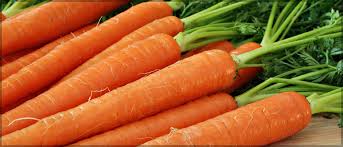 Risultati immagini per carota