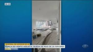 Ventania provoca quedas de mais de 20 árvores e assusta moradores