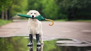 wetter.com - News update