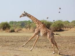 Kết quả hình ảnh cho How Does a Giraffe Protect Its Babies?