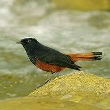 Hasil gambar untuk murai batu