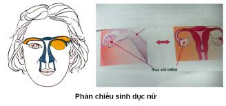 Kết quả hình ảnh cho đồ hình diện chẩn