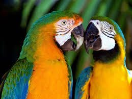 Image result for macaw parrot hd
