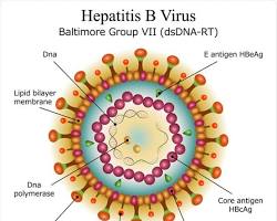 รูปภาพHepatitis B Virus (HBV)