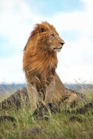 Resultado de imagen de animal invisible alborés