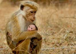 Image result for MONKEYS