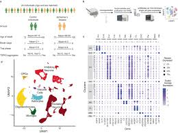 Dissecting the Molecular Mechanisms of Blood-Brain Barrier Dysfunction in Alzheimer's Disease Through Gliovascular Transcriptional Perturbations - 1