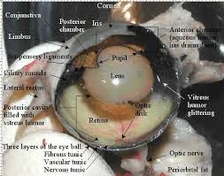 Image result for eyeball enucleation cattle