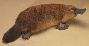 Het vogelbekdier in geuren en kleuren