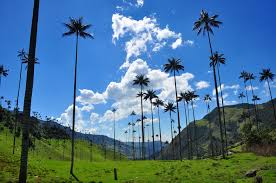 Резултат слика за colombia cocora valley