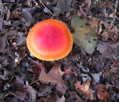 Image result for poisonous mushrooms