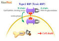 Phage display of ricin B chain and its single binding domains