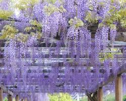 名城公園 藤の画像