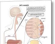 Serotonin and digestion diagram