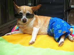 Image result for cats wearing bathing suits