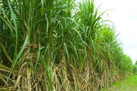 Image result for sugarcane