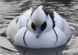 Image result for smew