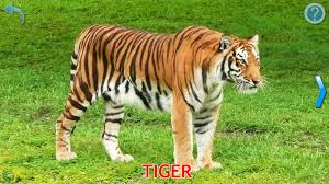 Image result for animals