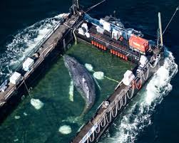 Rescue of Timmy the Whale: An All-Round Catastrophe?