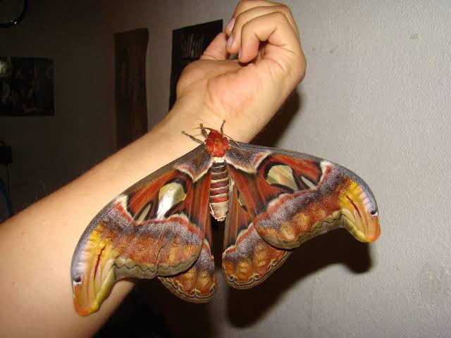 Attacus atlas — “Atlas moth” | Welcome, visitor!