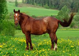Image result for HORSE