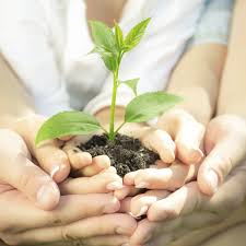 Resultado de imagen para las plantas