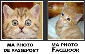 Résultat de recherche d'images pour "image de chat mdr"