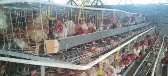 Image result for chicken cage