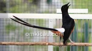 Hasil gambar untuk murai batu