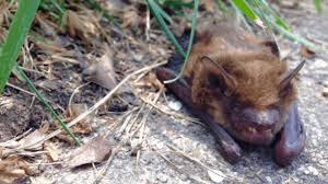 Rabid bat found near UW campus in Seattle ; public urged to seek care after any contact