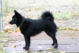  Από πού κατάγεται ο σκύλος Schipperkap;