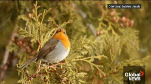 Bird enthusiasts flock to Montreal for Canadian-first sighting